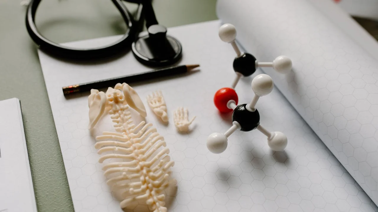 A small skeleton model beside a molecular model and stethoscope